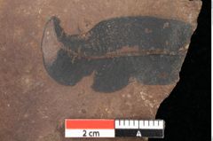Foto (Detailsansicht) von Quercus palaeoilex Ettingshausen (NHMW-GEO-2024-0188-0817)